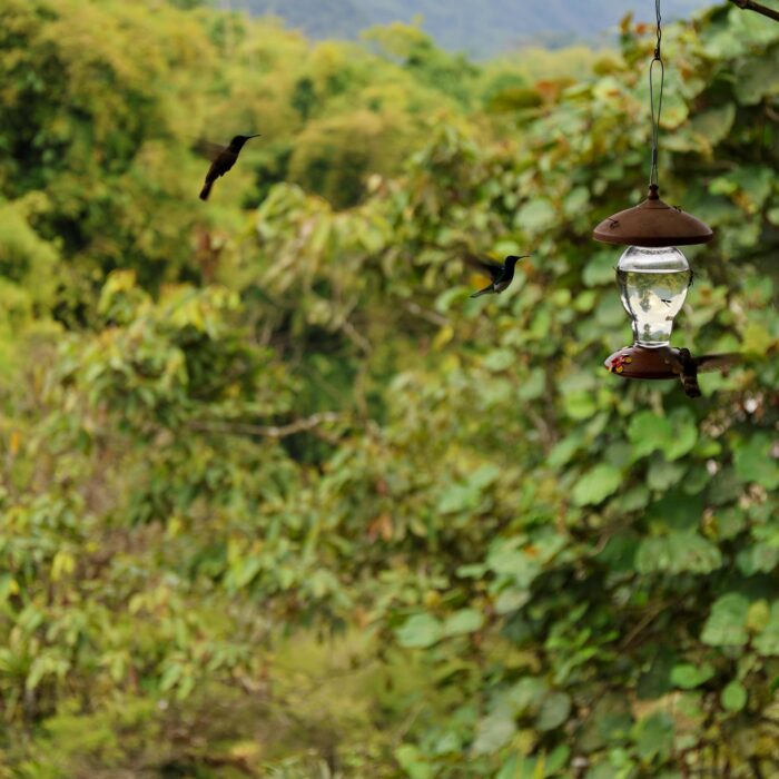 Colibri