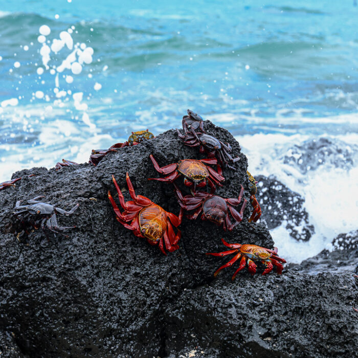 Crabs playa escondida-5