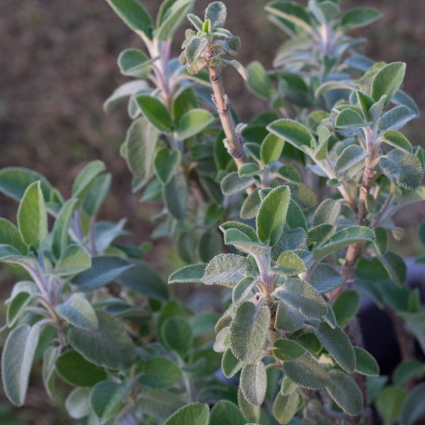 Salvia